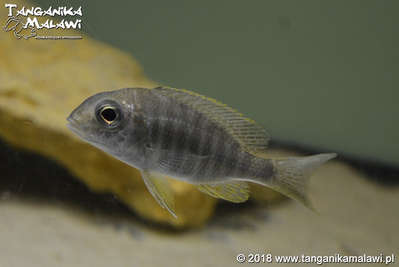 Aulonocara kandeense 'Kande Island'